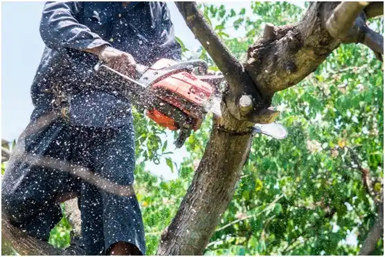 tree services Mullens